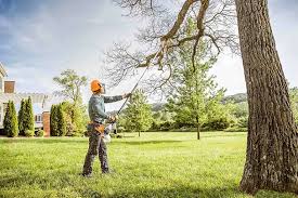 Best Palm Tree Trimming  in Point Pleasant, WV